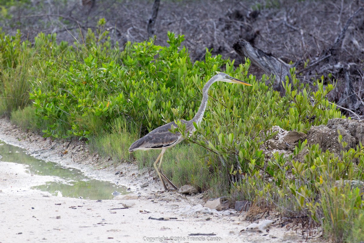 Great Blue Heron - ML37150091