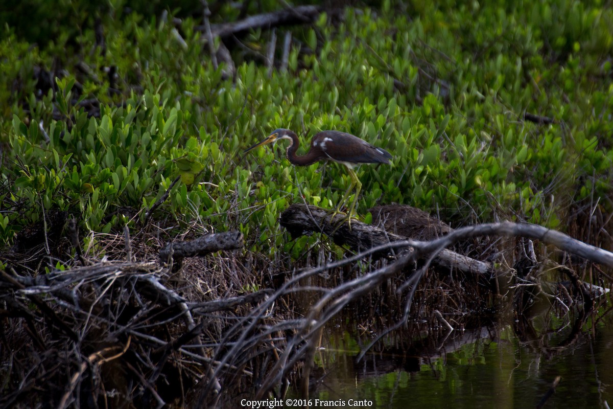 Tricolored Heron - ML37150131