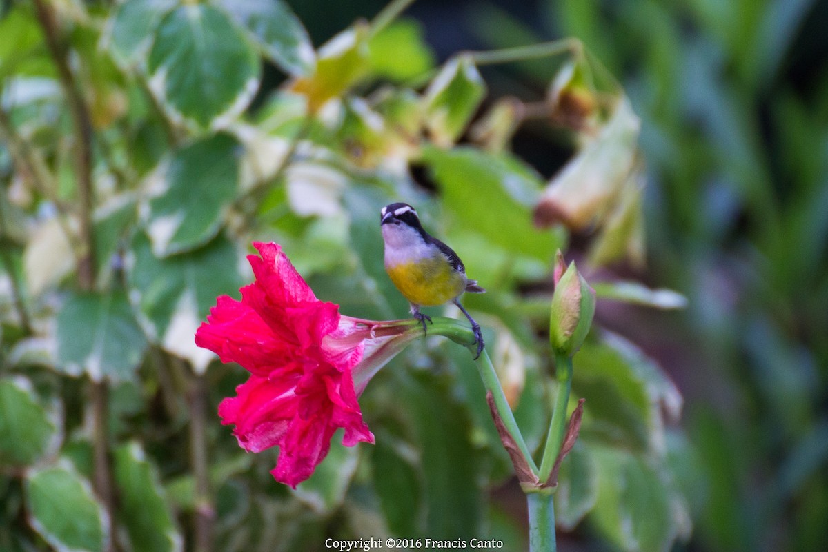 Bananaquit (Cozumel I.) - ML37150171