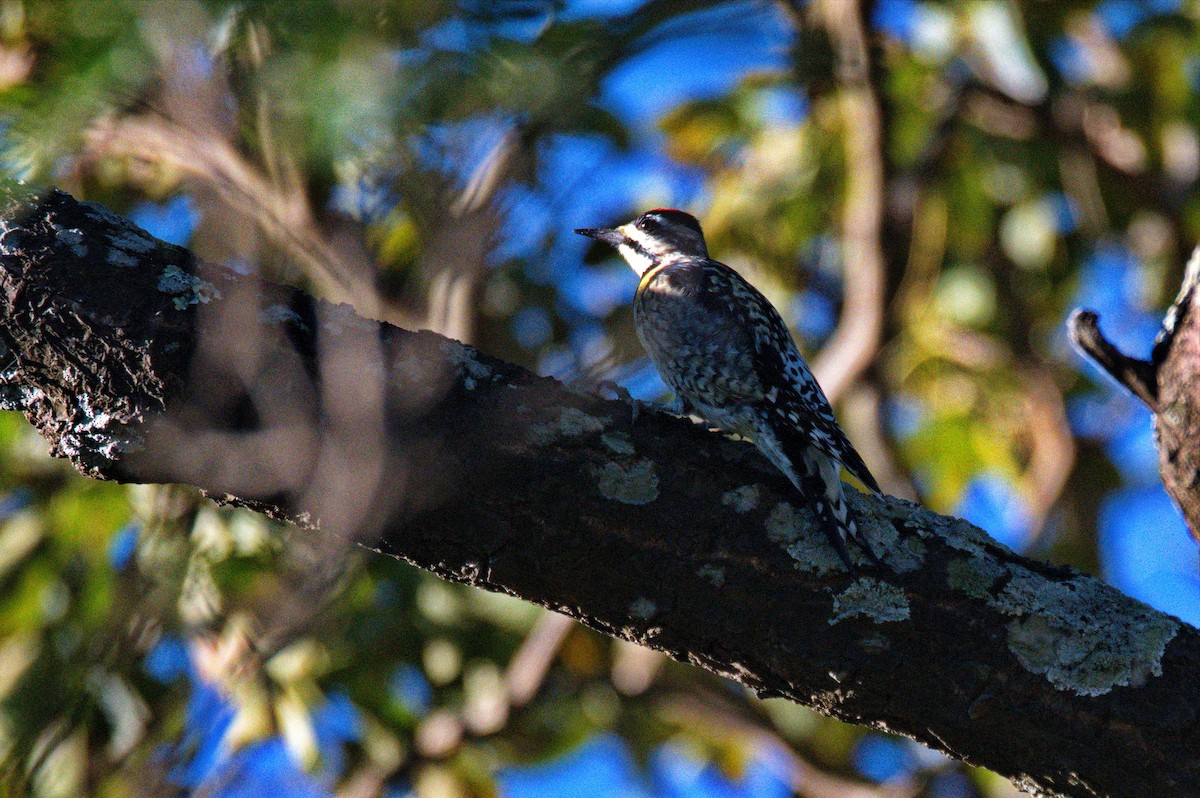 Yellow-bellied Sapsucker - ML371502071