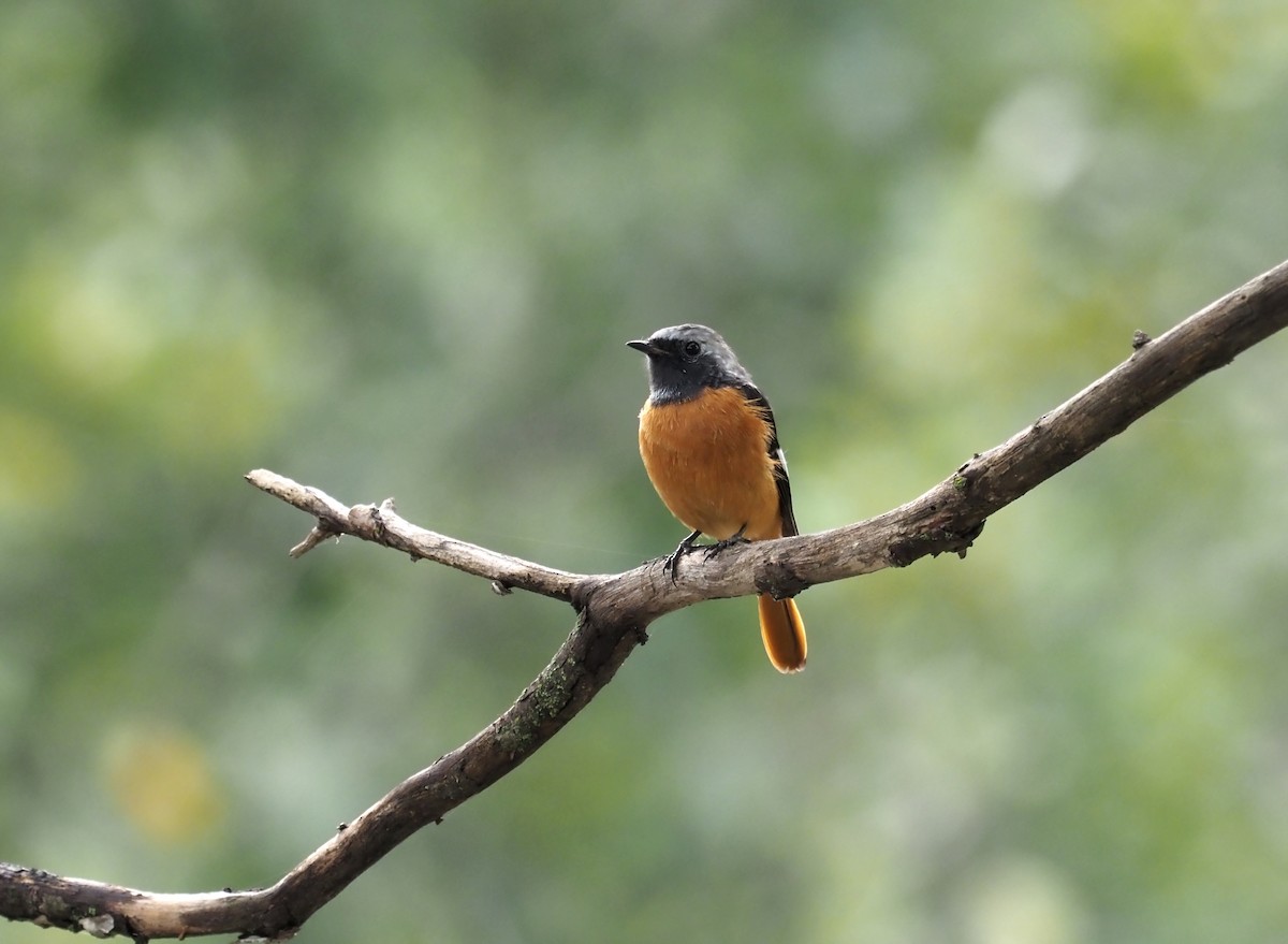 Daurian Redstart - ML371502781