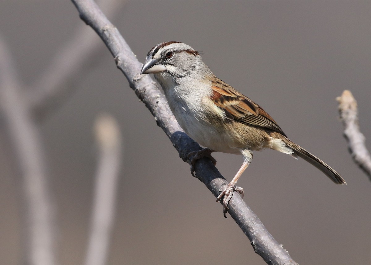 Tumbes Sparrow - Dean LaTray