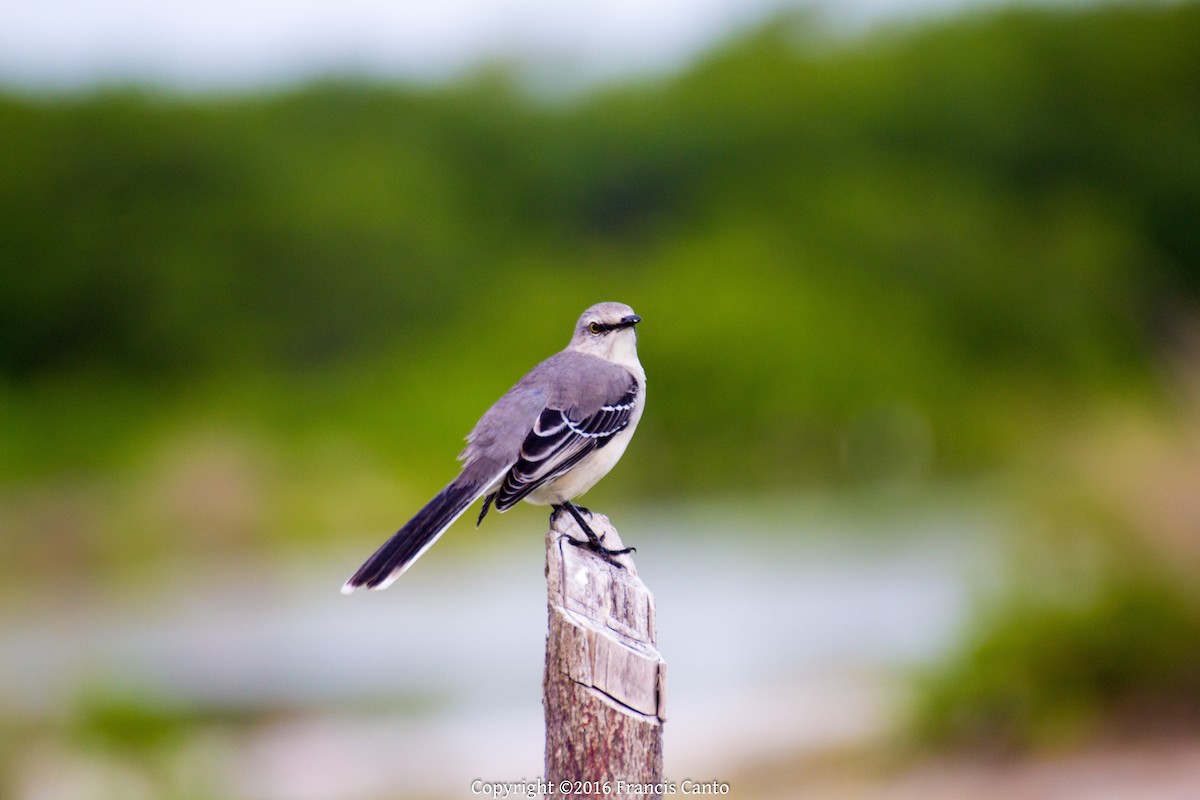 Tropical Mockingbird - ML37150541