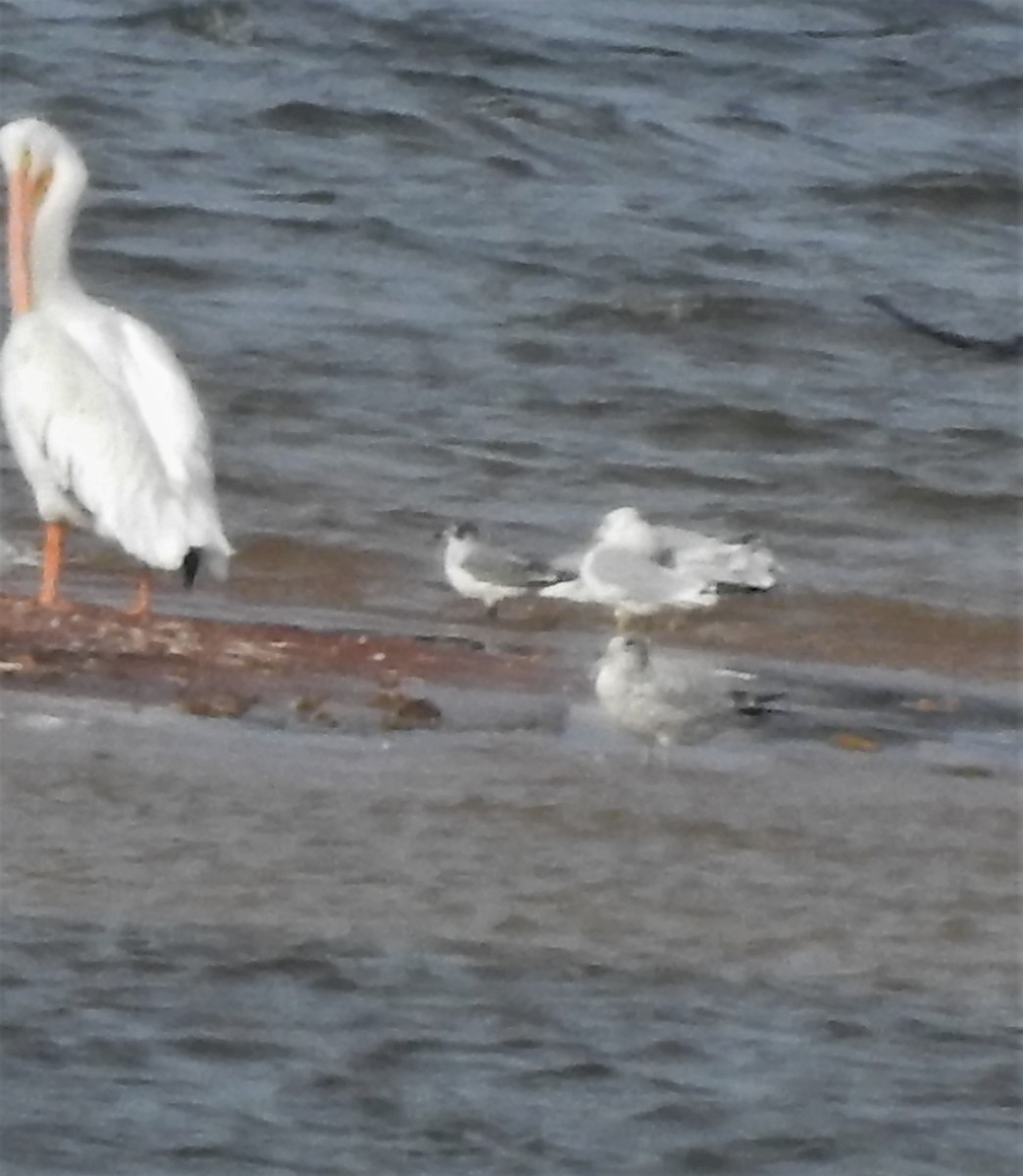 Franklin's Gull - ML371505521