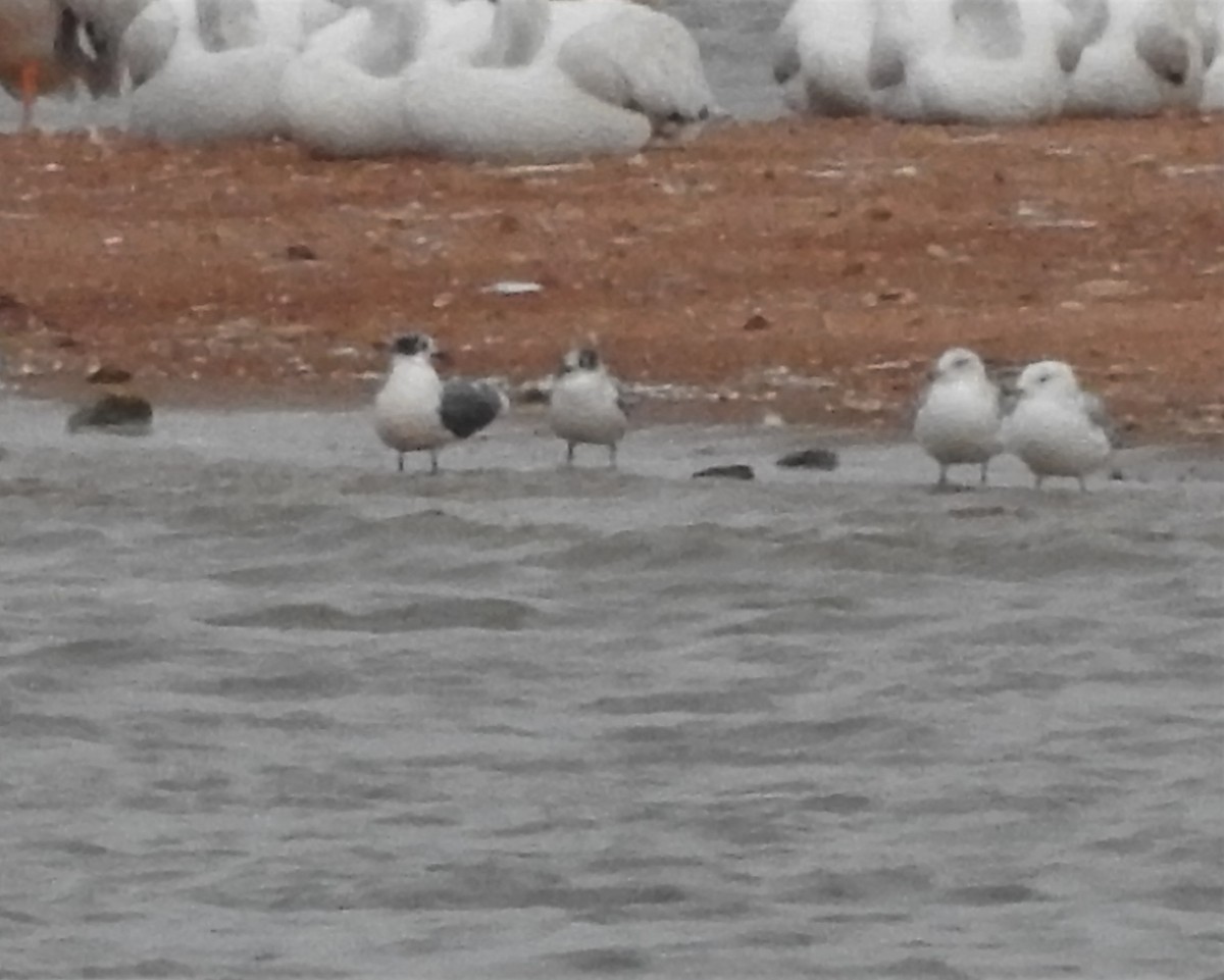 Franklin's Gull - ML371505531