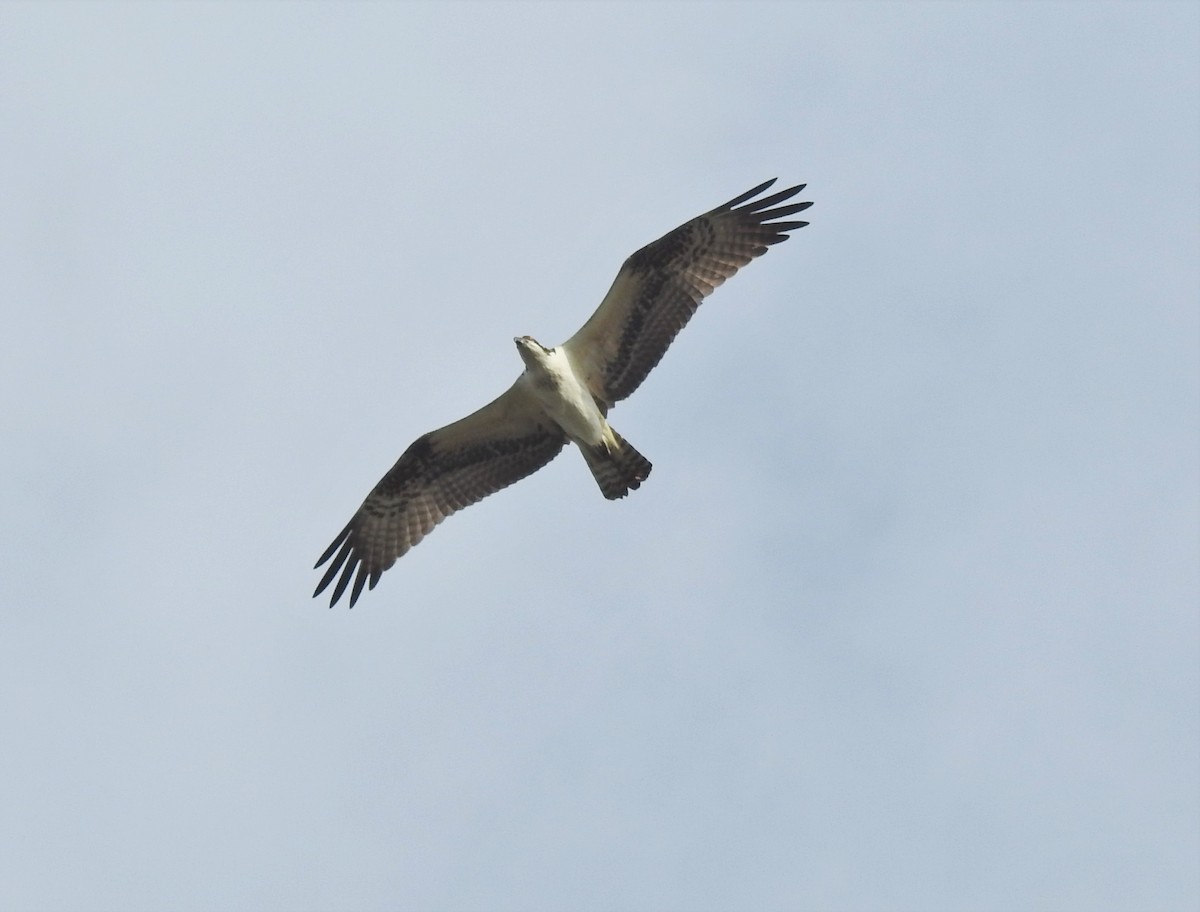 Águila Pescadora - ML371505611