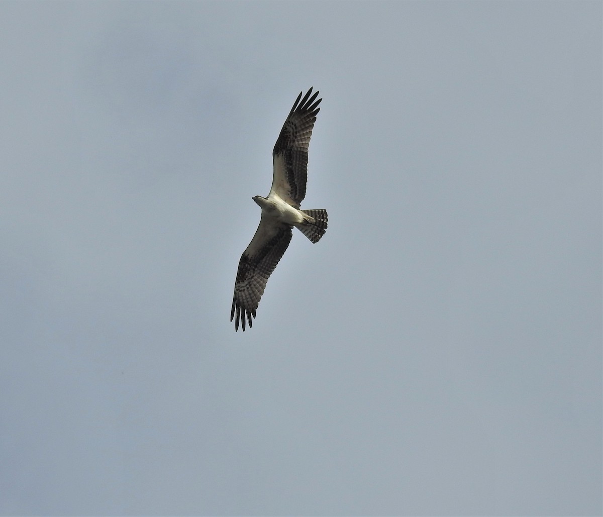 Águila Pescadora - ML371505621