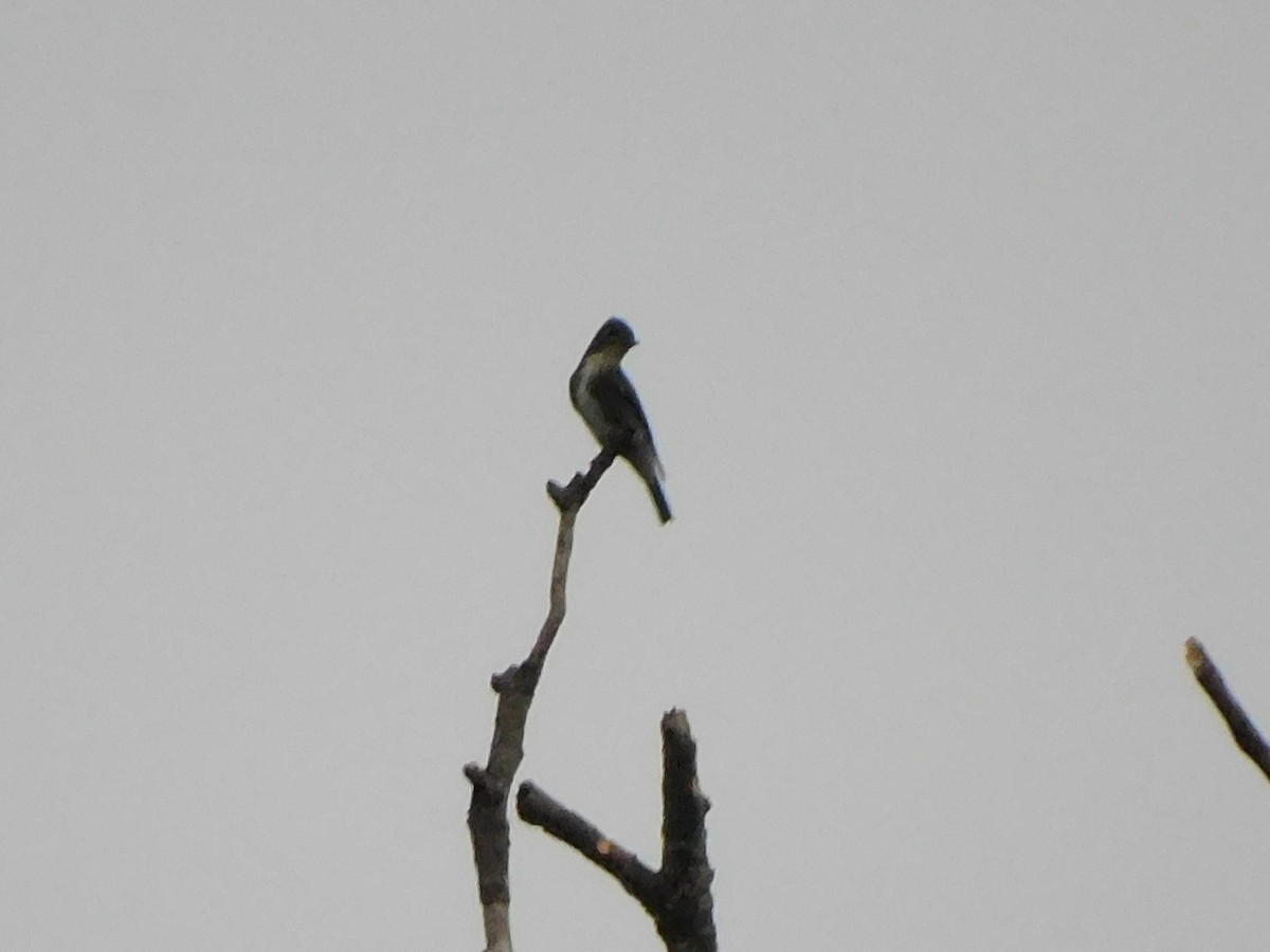 Olive-sided Flycatcher - Travis Philo