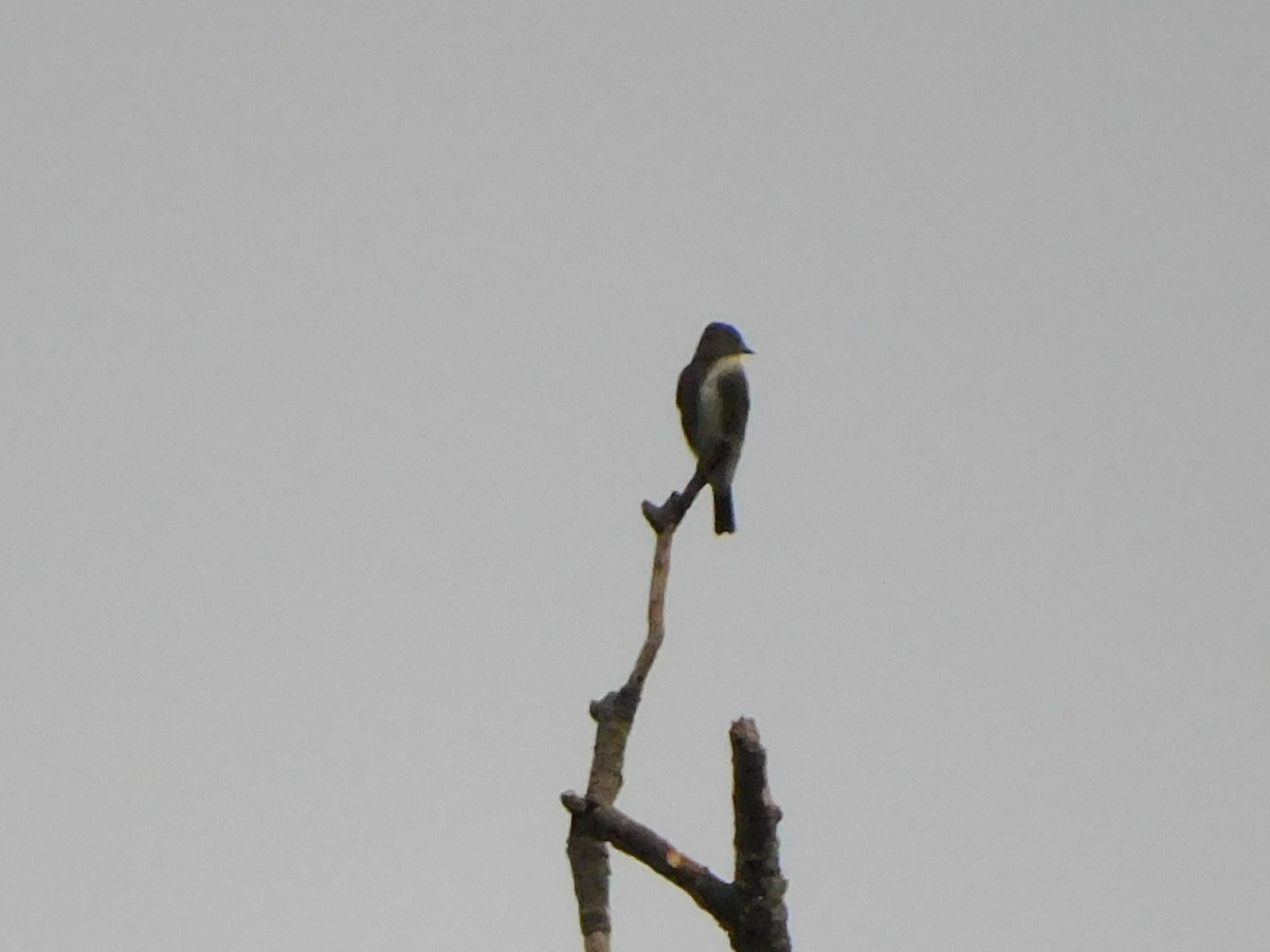 Olive-sided Flycatcher - ML371507121