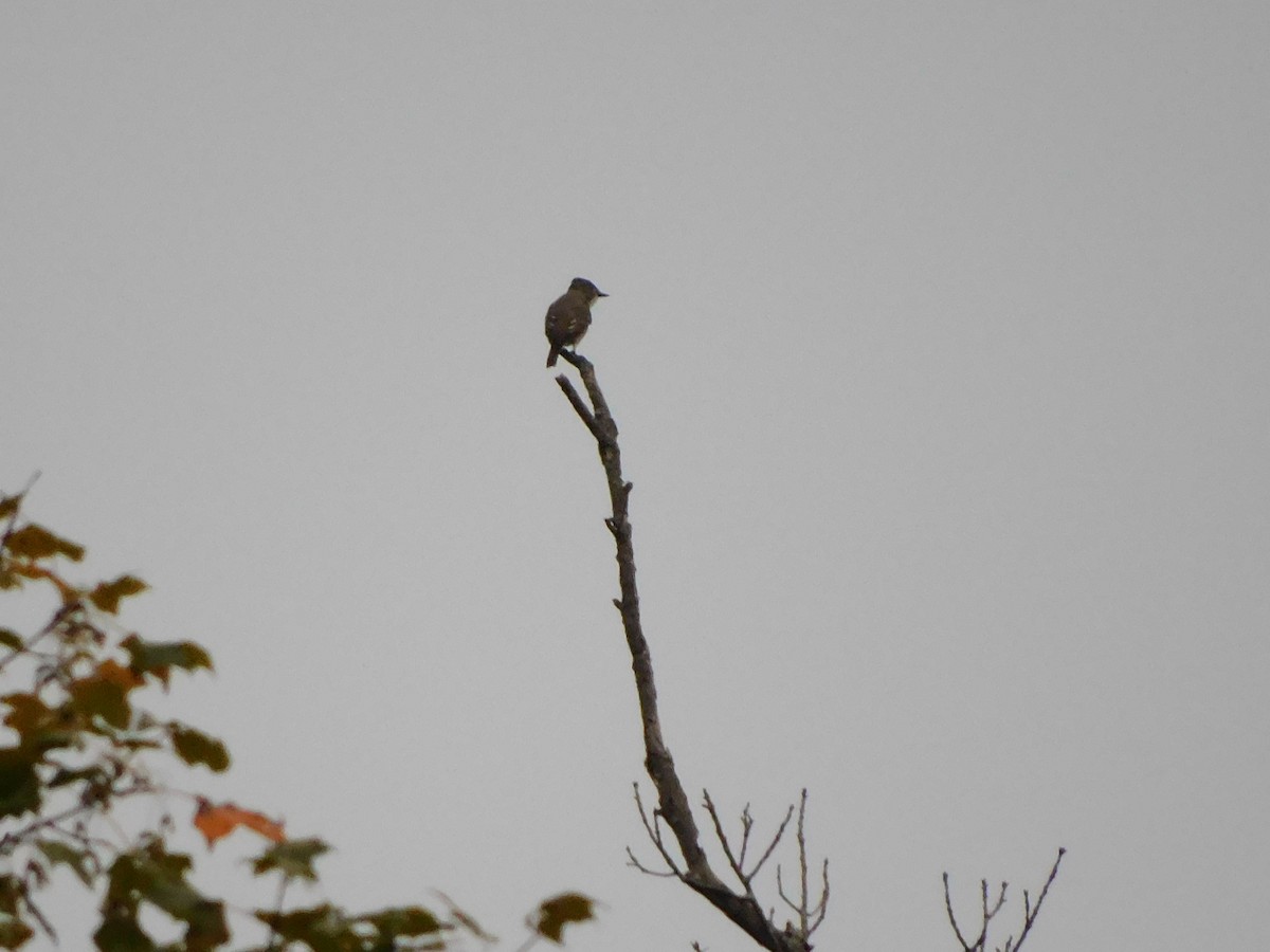 Olive-sided Flycatcher - Travis Philo