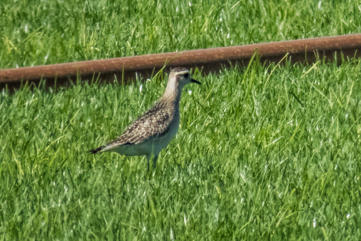 American Golden-Plover - John Mueller