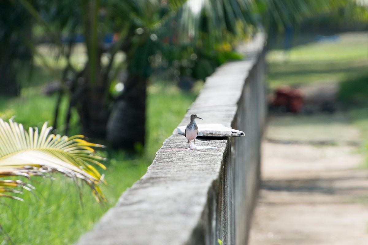 Common Sandpiper - ML371509191