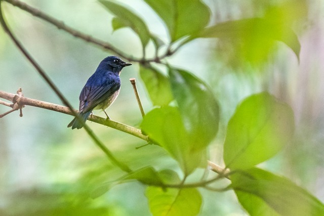 Blue-throated/Chinese Blue Flycatcher - ML37150941