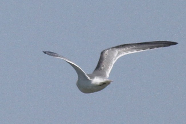 Little Tern - ML371510791