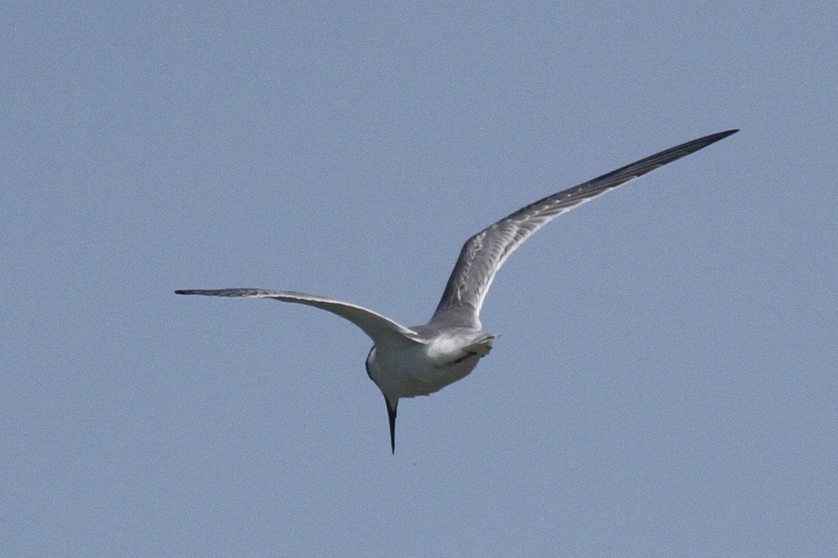 Little Tern - ML371510811