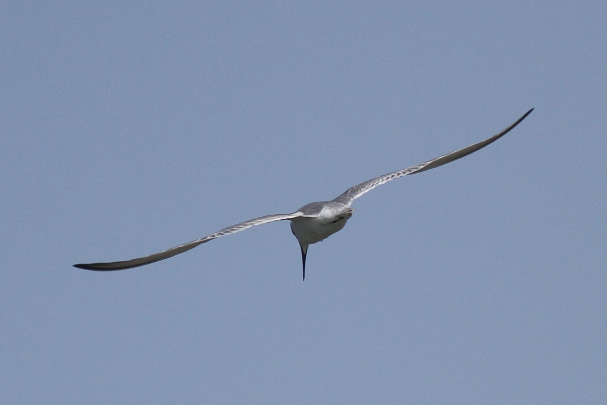 Little Tern - ML371510831