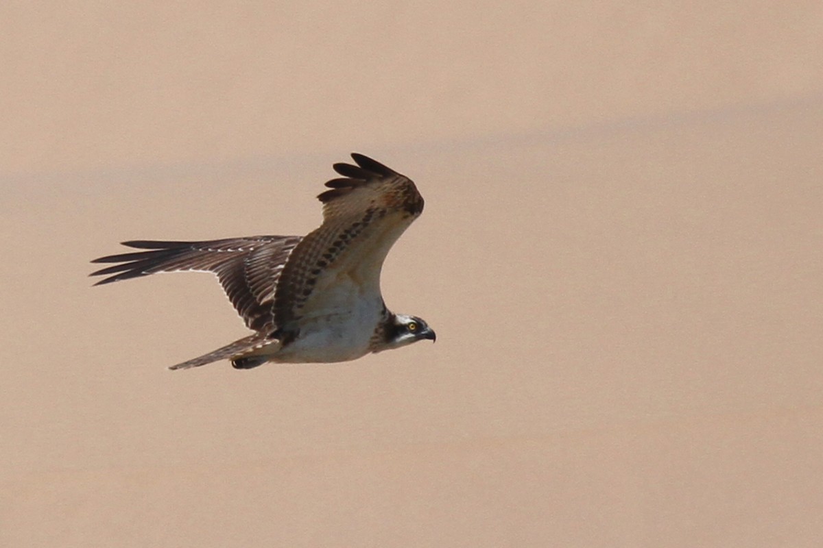 Águila Pescadora - ML371512281