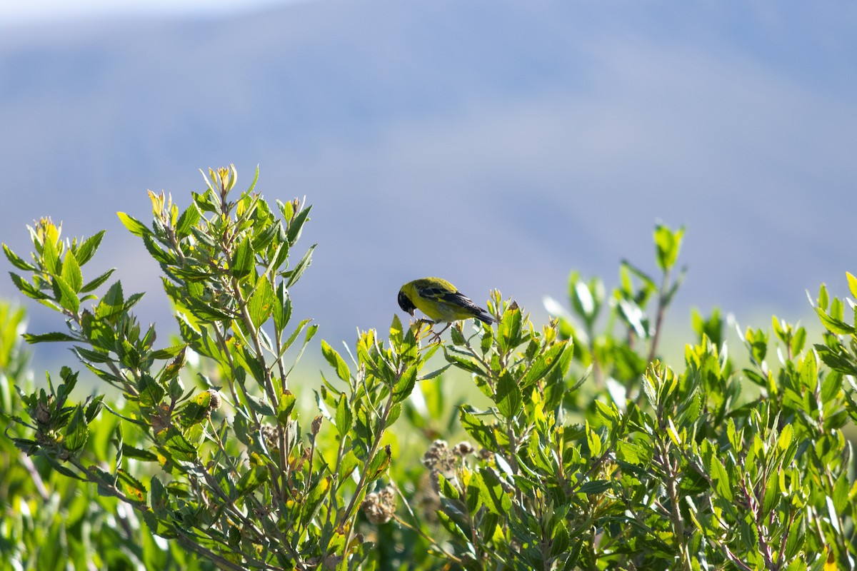 Hooded Siskin - ML371514431