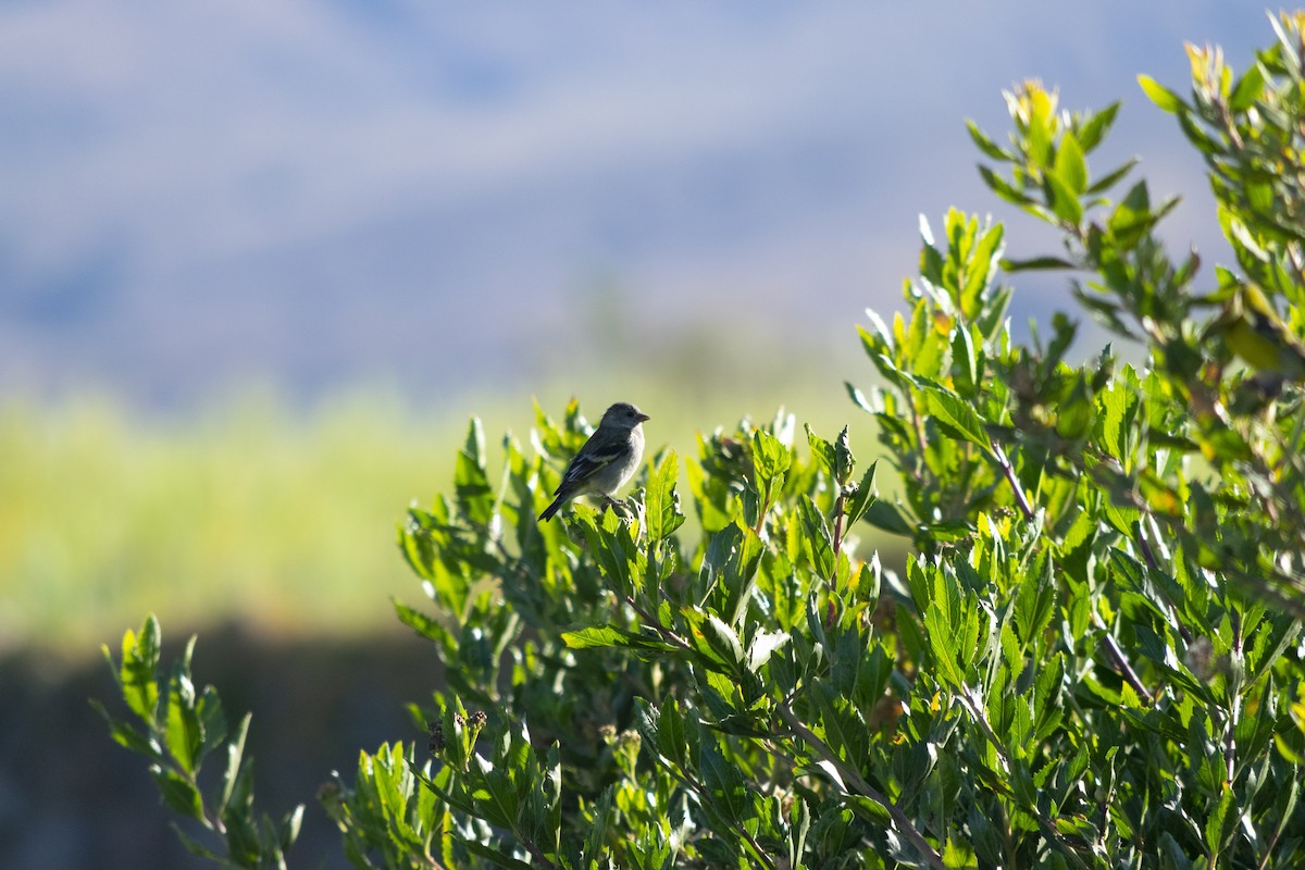 Hooded Siskin - ML371514441