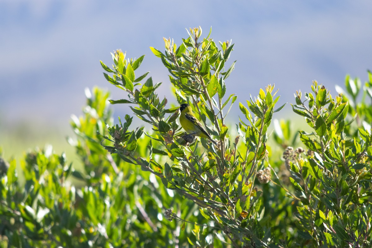 Hooded Siskin - ML371514471