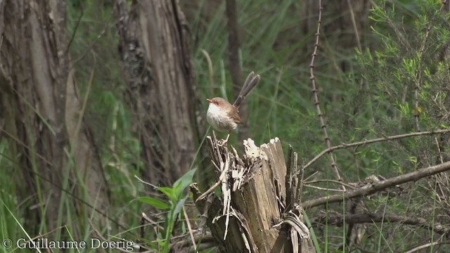 Superb Fairywren - ML371514511