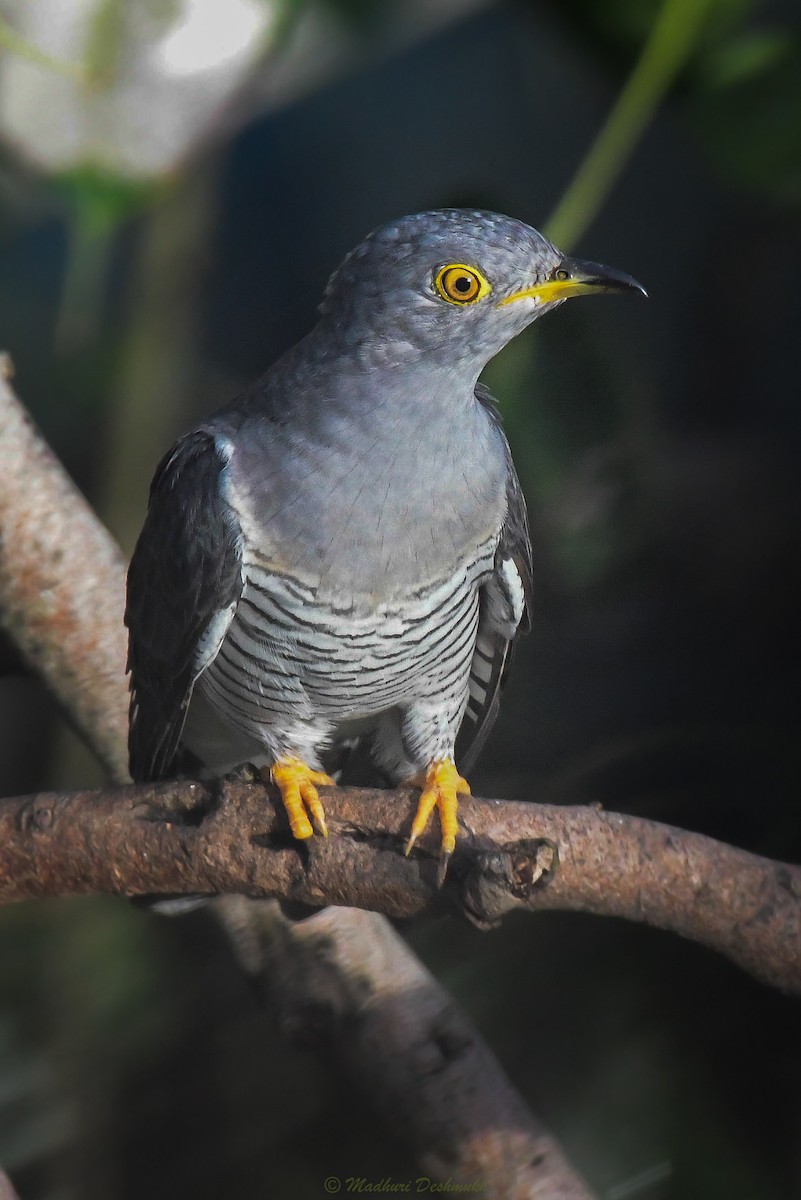 Common Cuckoo - ML371514911