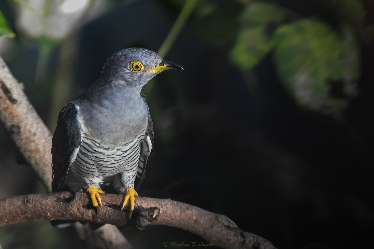 Common Cuckoo - ML371514921
