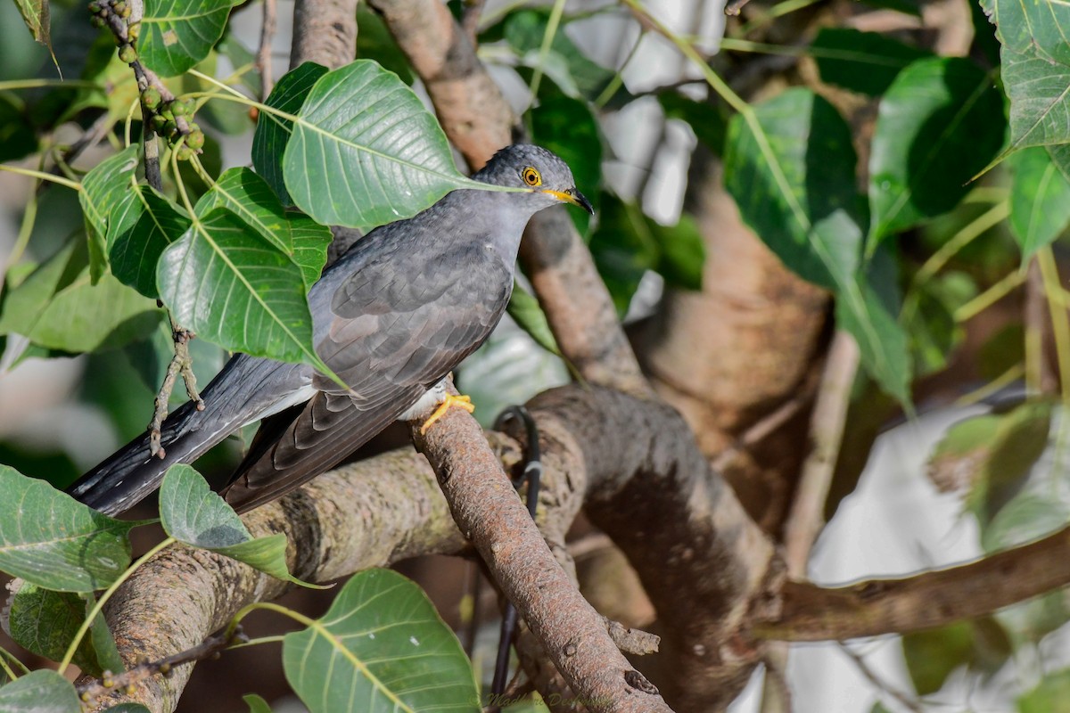 Common Cuckoo - ML371514931