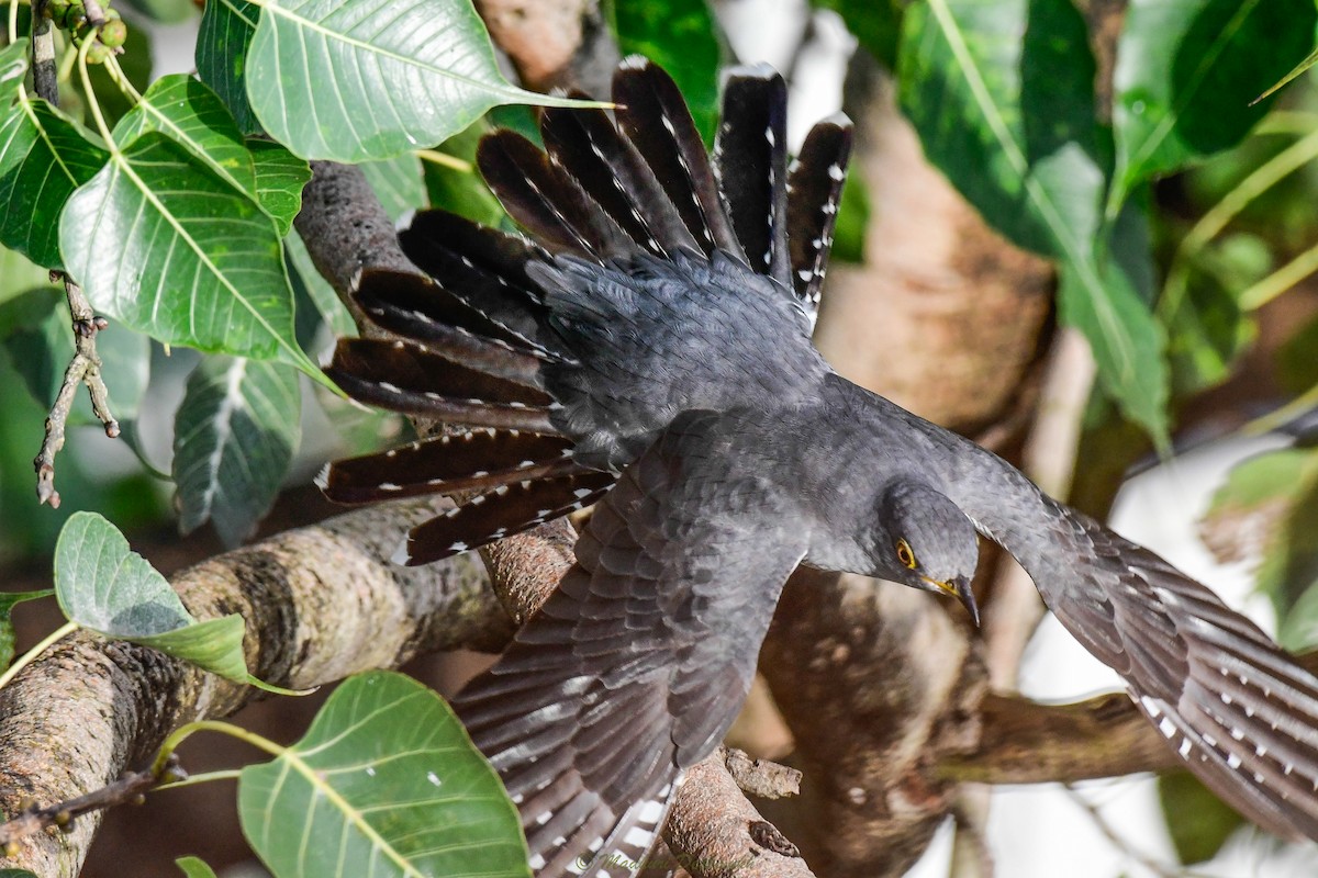 Common Cuckoo - ML371514951