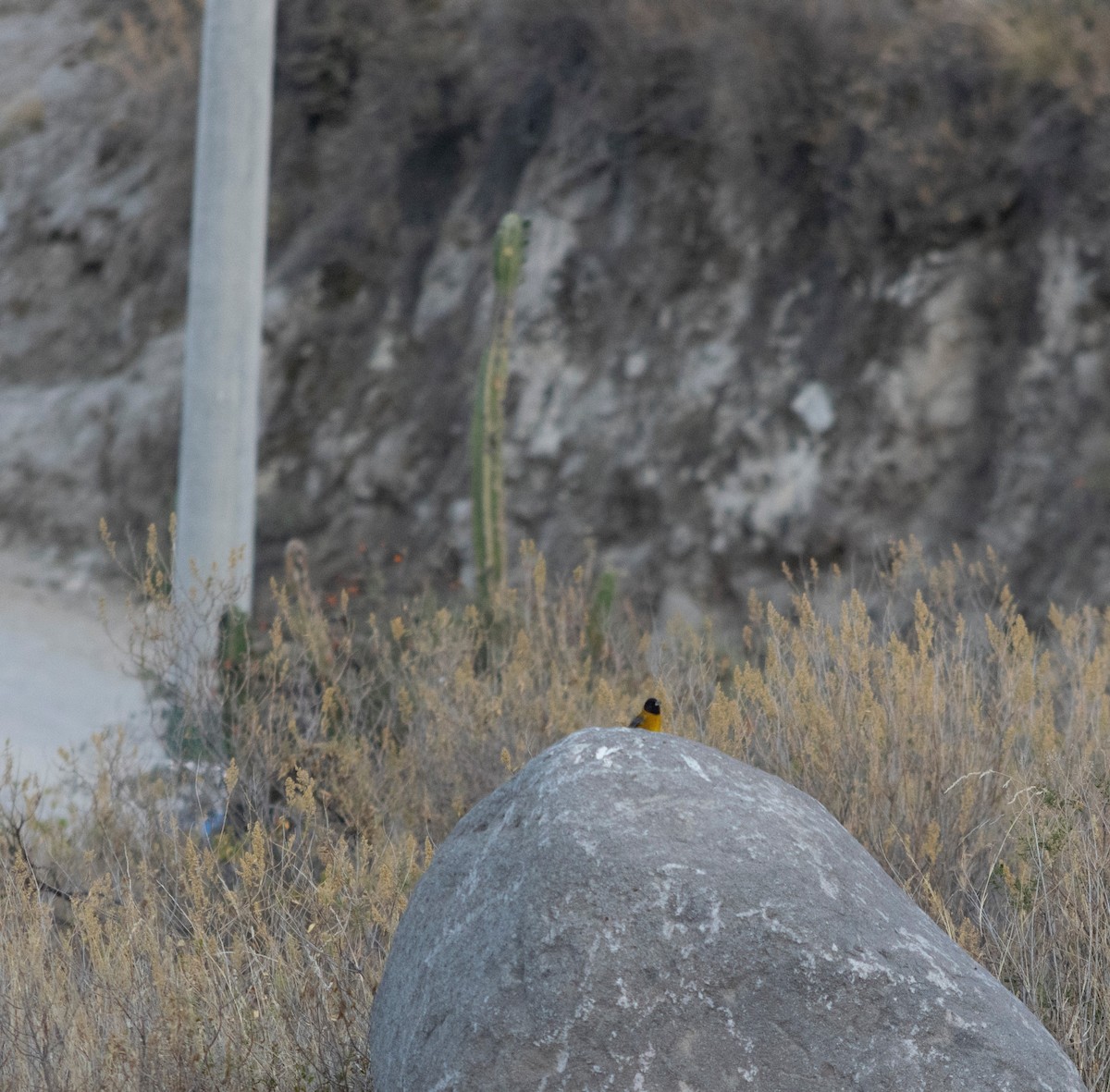 Black-hooded Sierra Finch - ML371515041