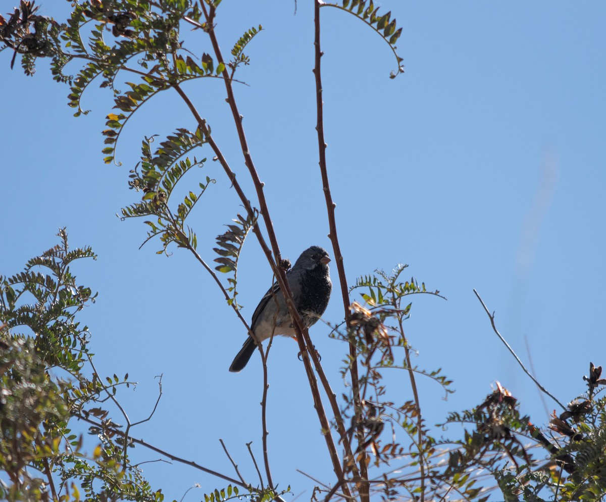 Mourning Sierra Finch - ML371515631