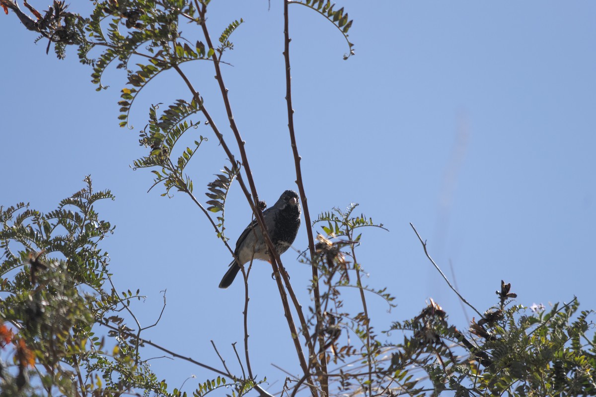 Mourning Sierra Finch - ML371515711