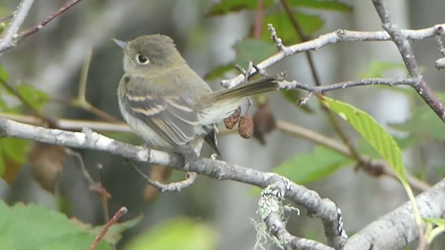 Mosquero sp. (Empidonax sp.) - ML371515771