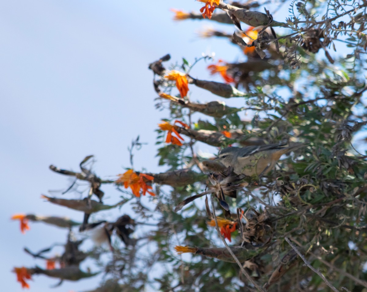 Cinereous Conebill - ML371515851