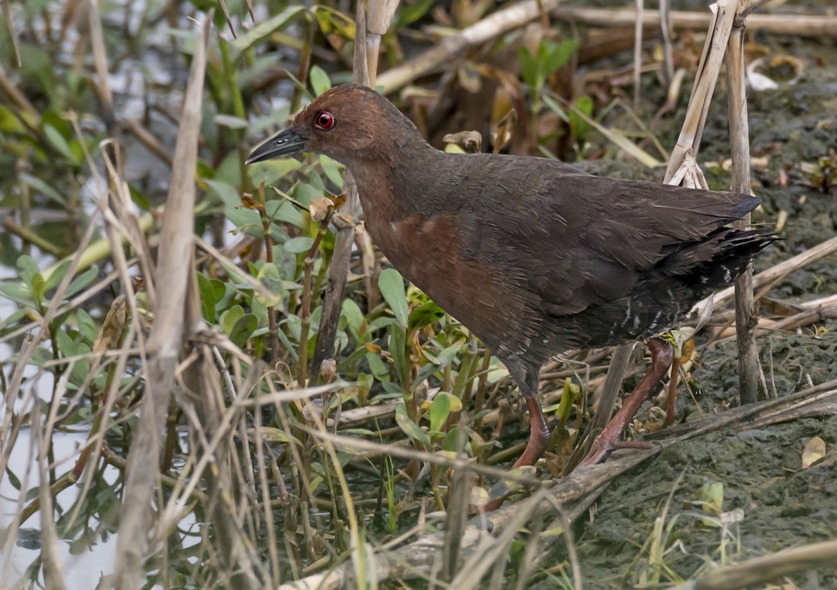 Ruddy-breasted Crake - ML371515861