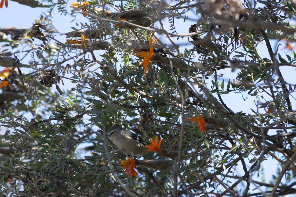 Cinereous Conebill - ML371515891