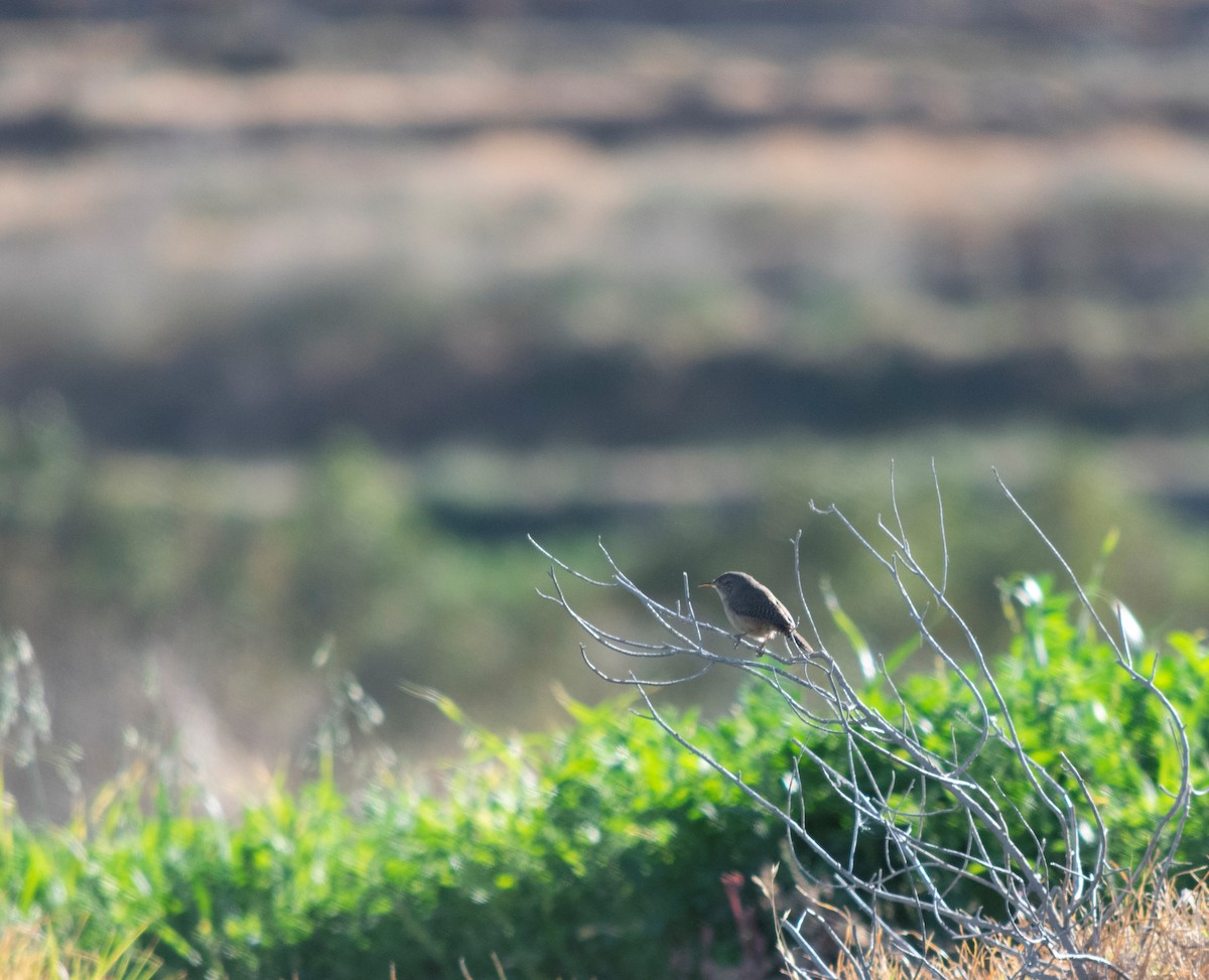 House Wren - ML371515981