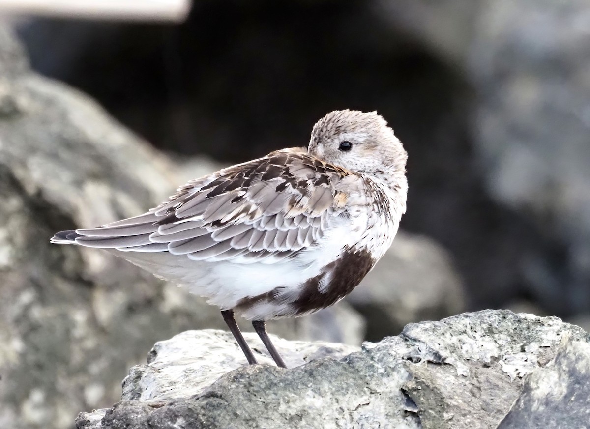 Dunlin - ML371516141