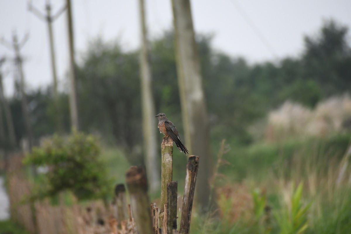 Plaintive Cuckoo - ML371517431