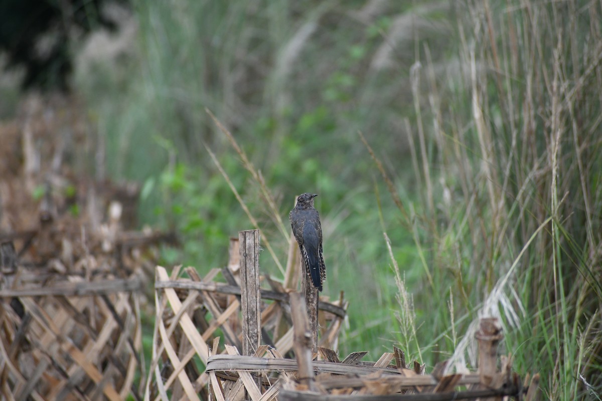 Plaintive Cuckoo - ML371517441