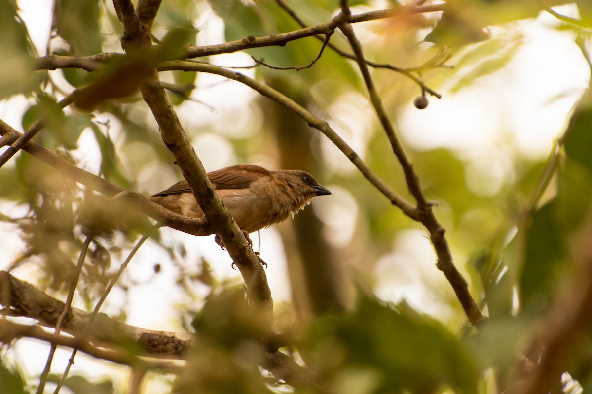 Northern Gray-headed Sparrow - Larry Joseph