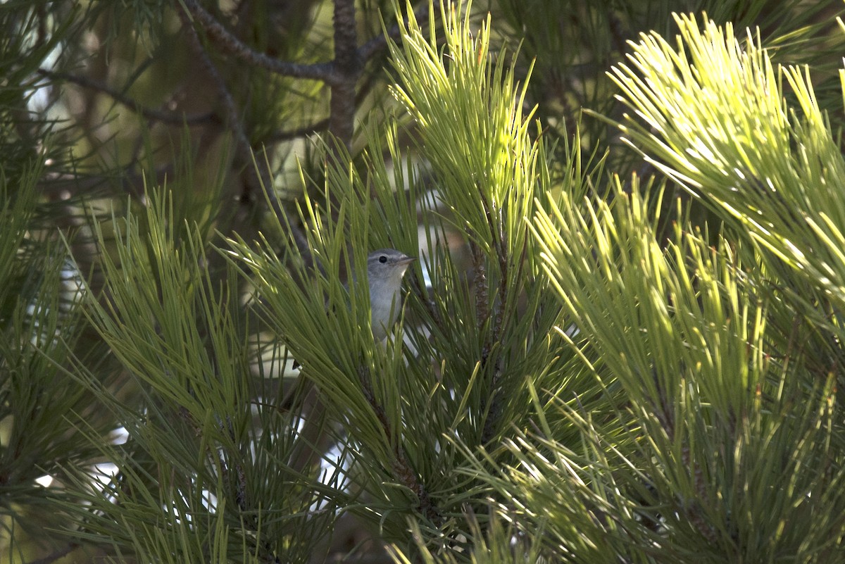 Western Bonelli's Warbler - ML371518401