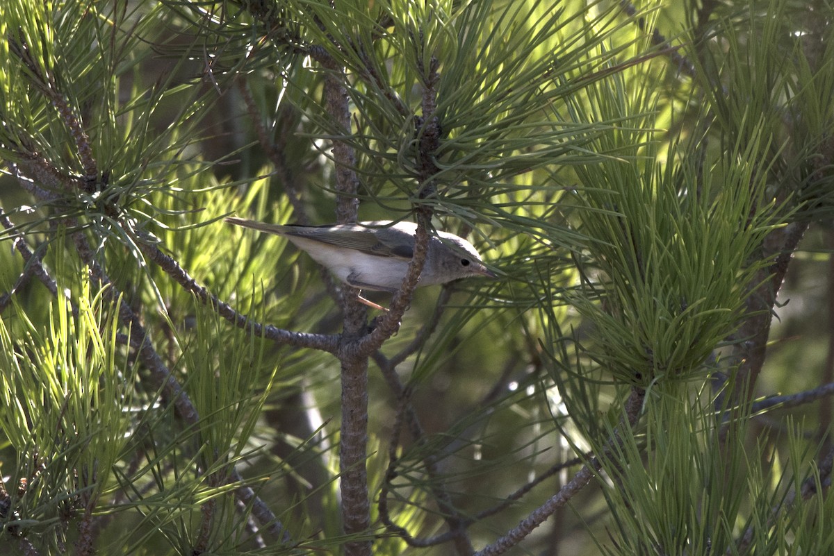 Western Bonelli's Warbler - ML371518411