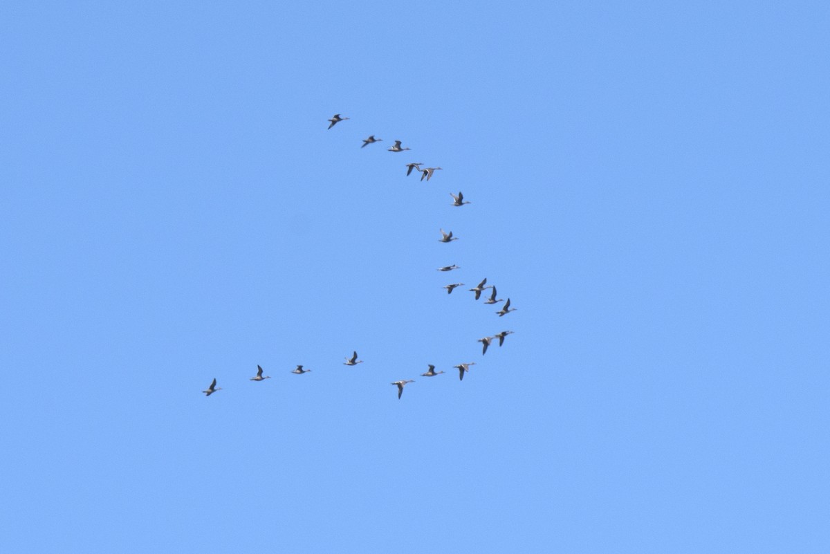 Northern Pintail - ML371518461