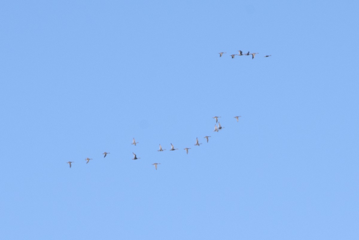 Northern Pintail - ML371518471