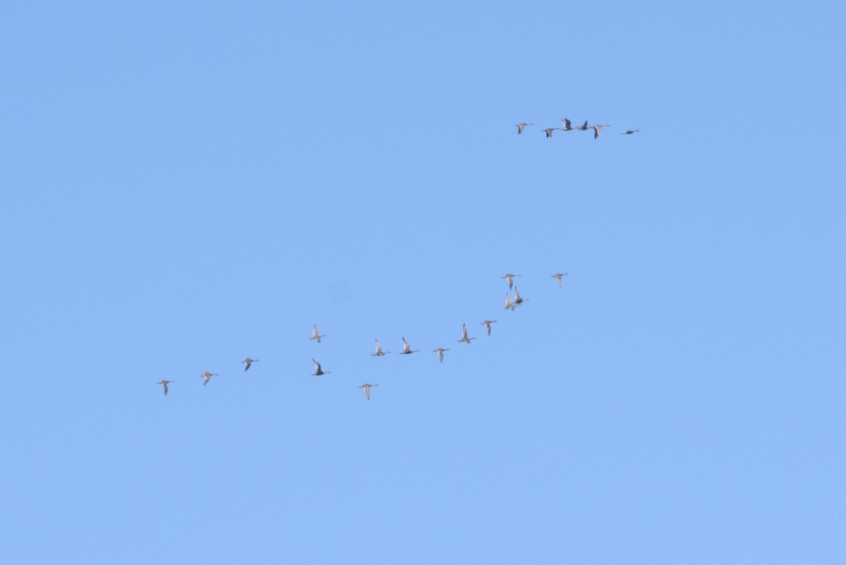 Northern Pintail - ML371518471