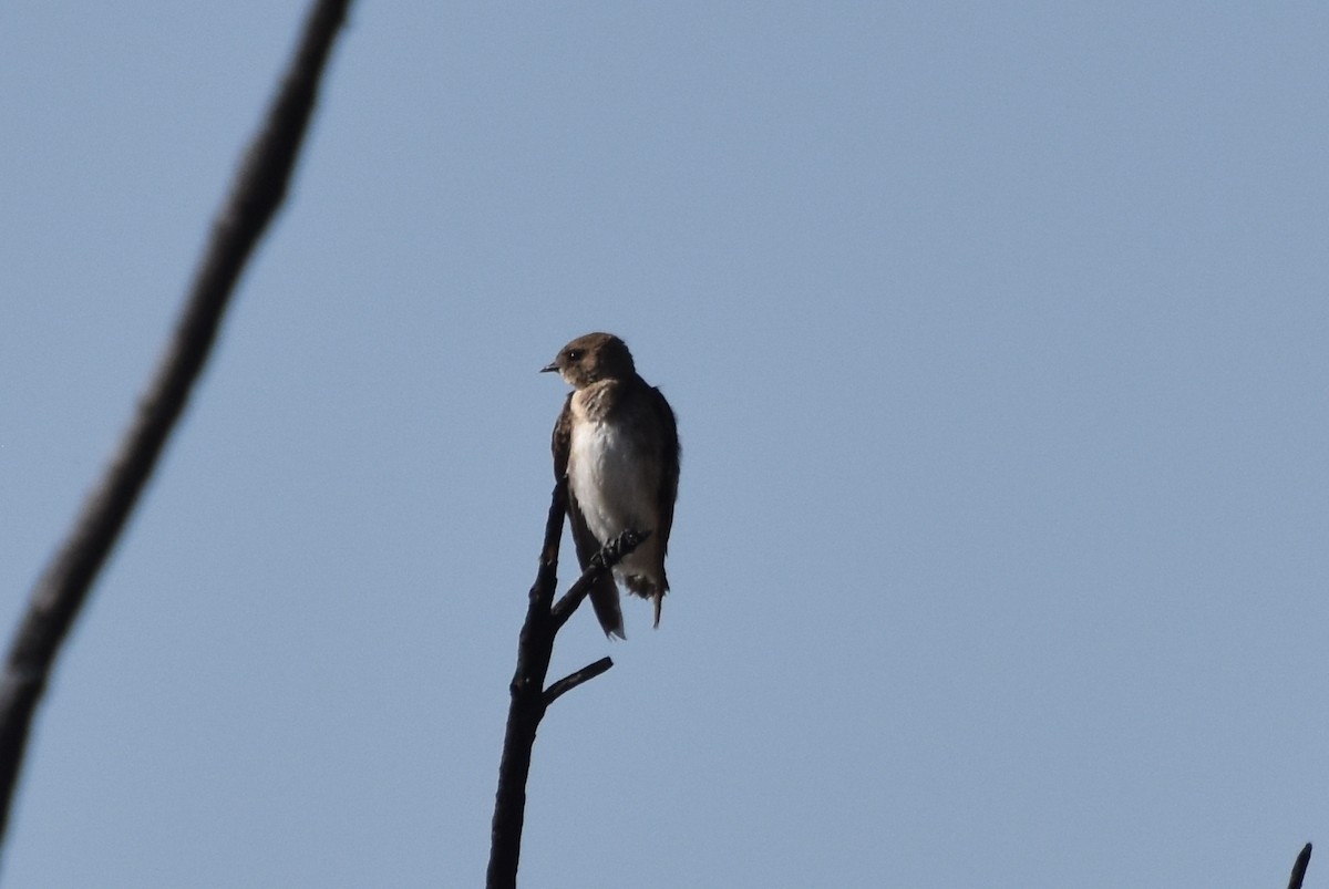 Northern Rough-winged Swallow - ML371519421