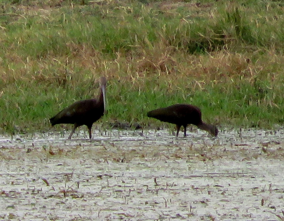 White-faced Ibis - ML371519681