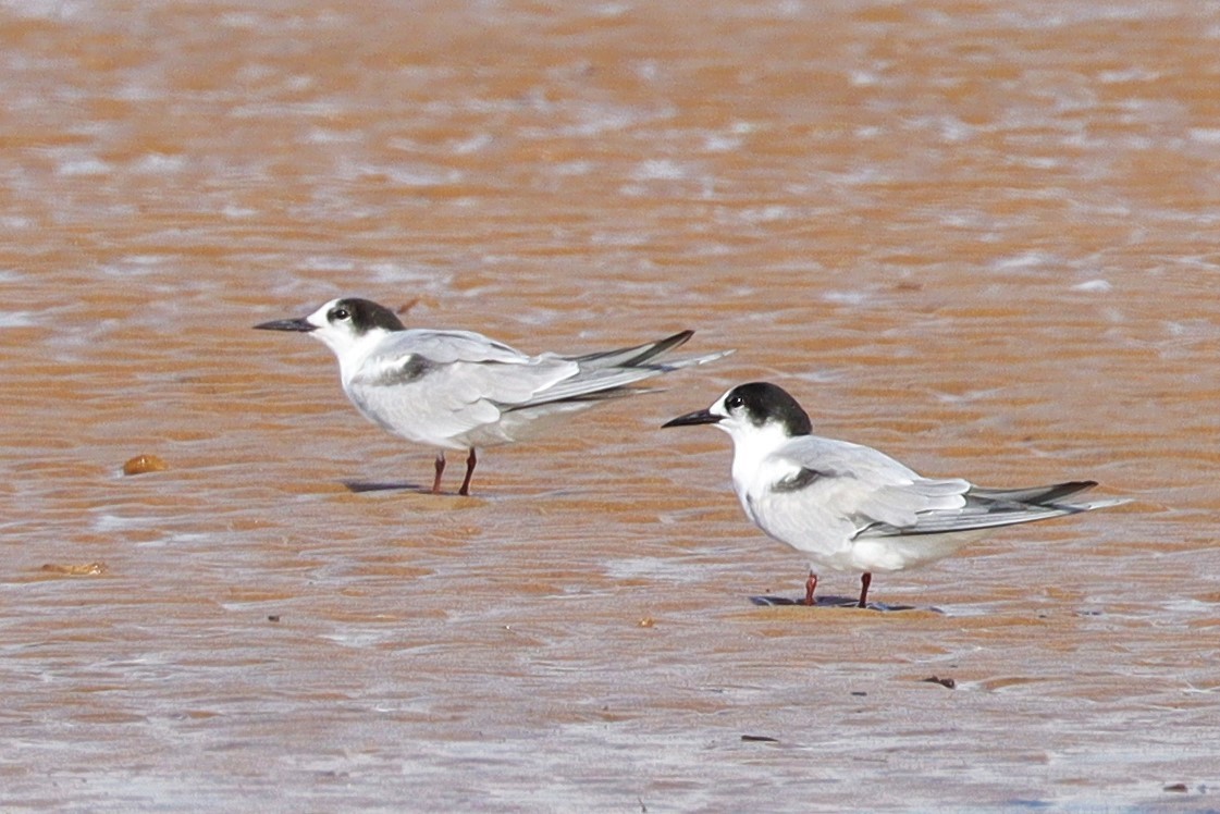 Common Tern - ML371521211