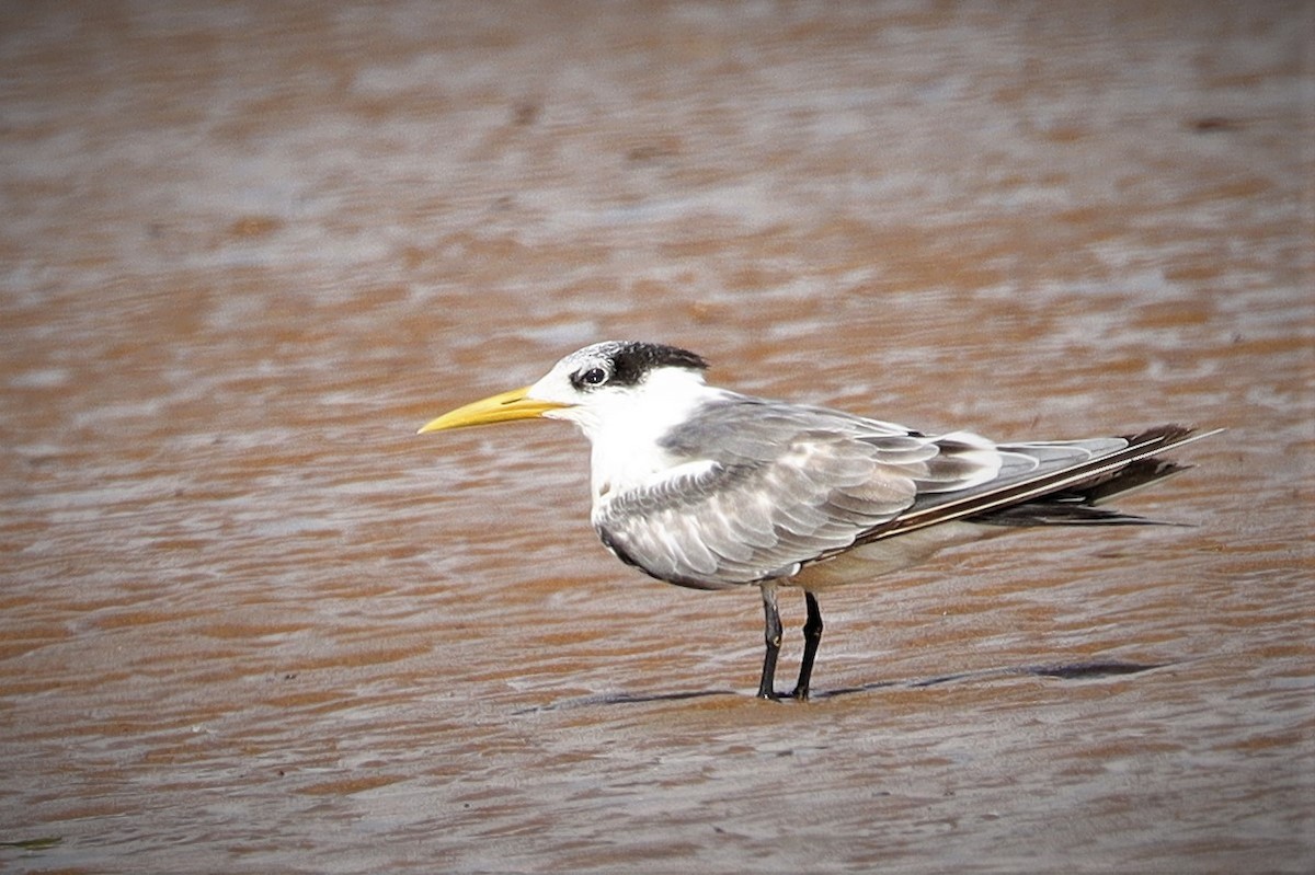 Great Crested Tern - ML371521241